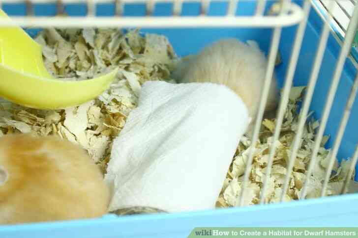 Image intitulée Créer un Habitat pour les Hamsters Nains à l